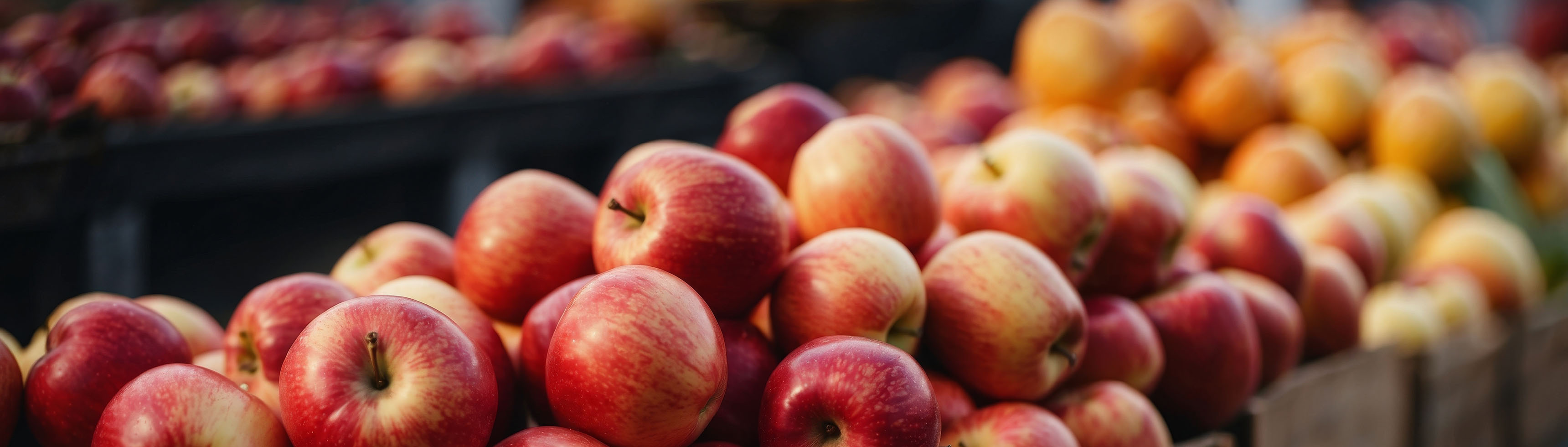 Central Jersey Region