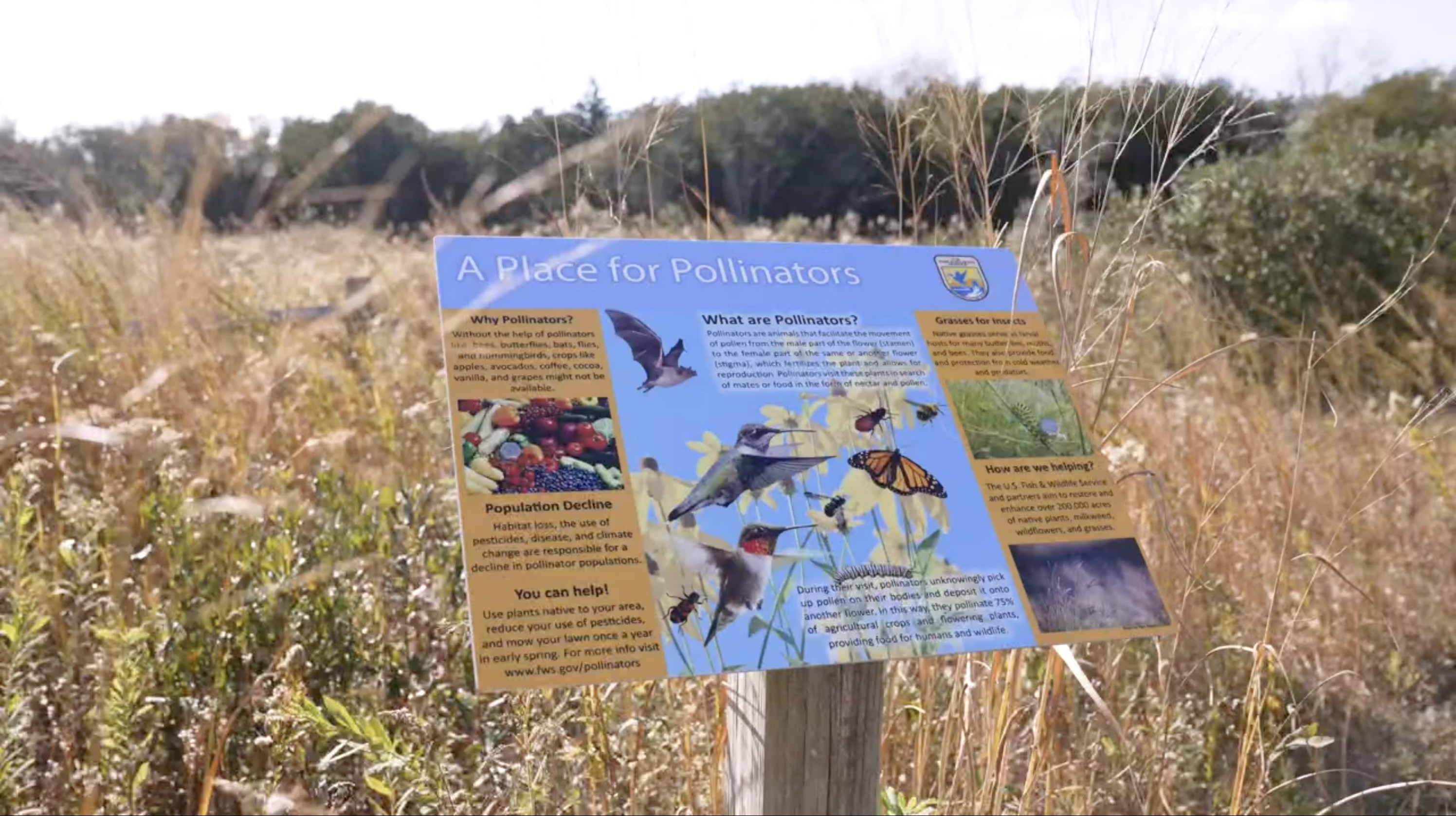 Cape May birding