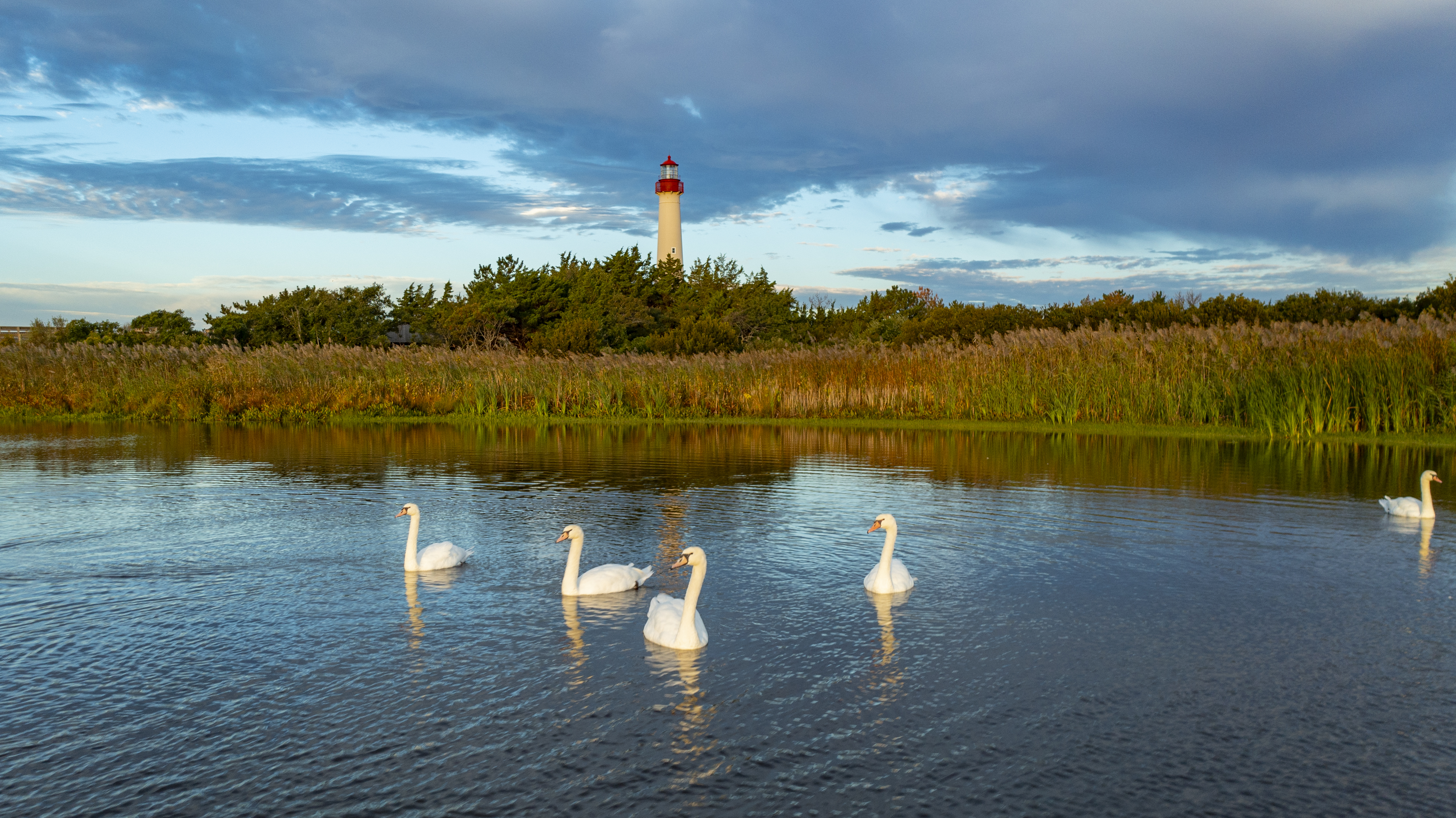 Birds in water with lighthouse in background