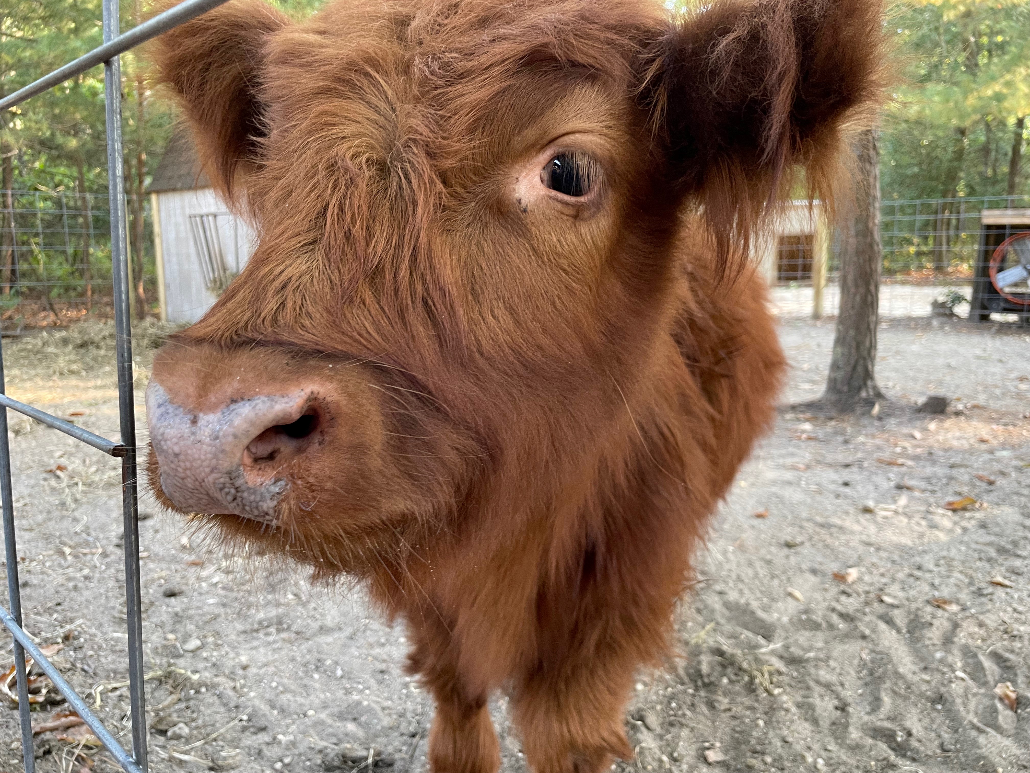 Cow at Little Hooves Farm